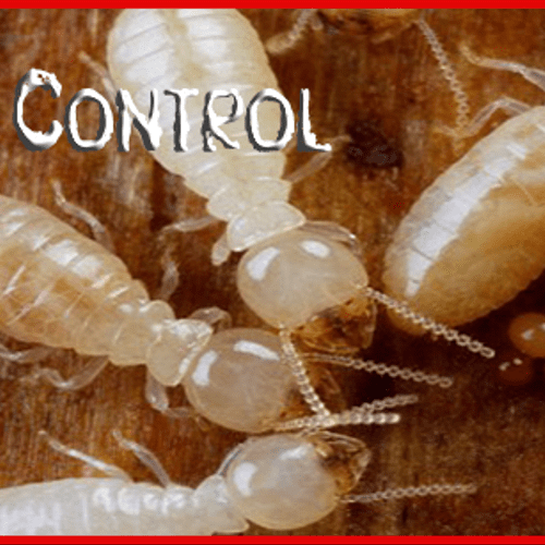 termites control services