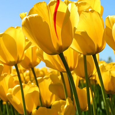 Avatar for Jacqueline Limbacker