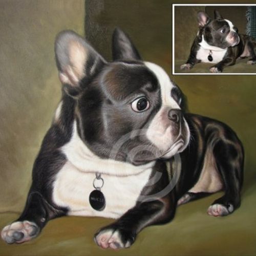 Pet Boston Terrier - Oil Painting From Photo