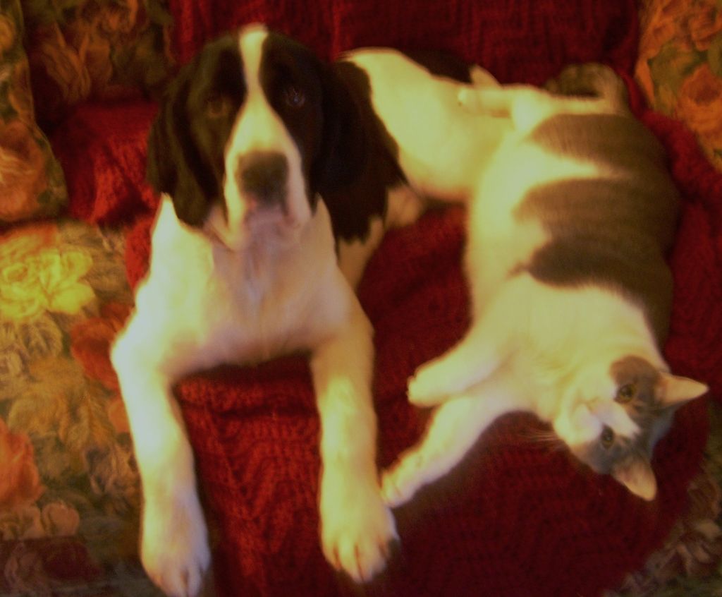 My Cecil and the pup, hanging out.
