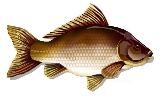 Carp Illustration
