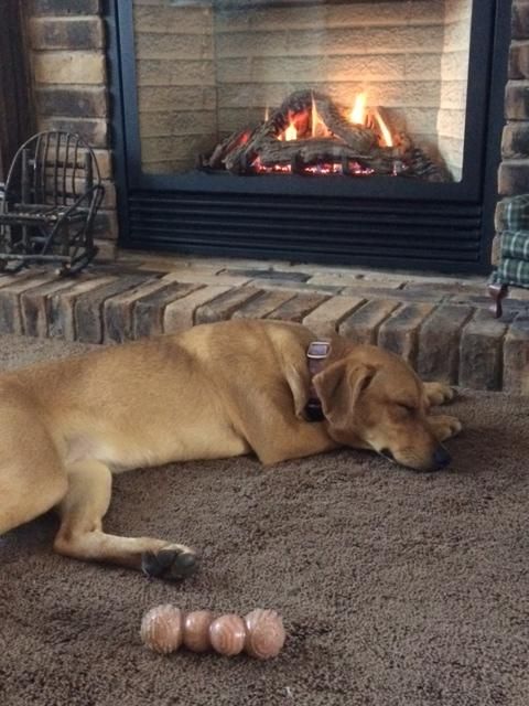 Pet sitting beautiful Lulu