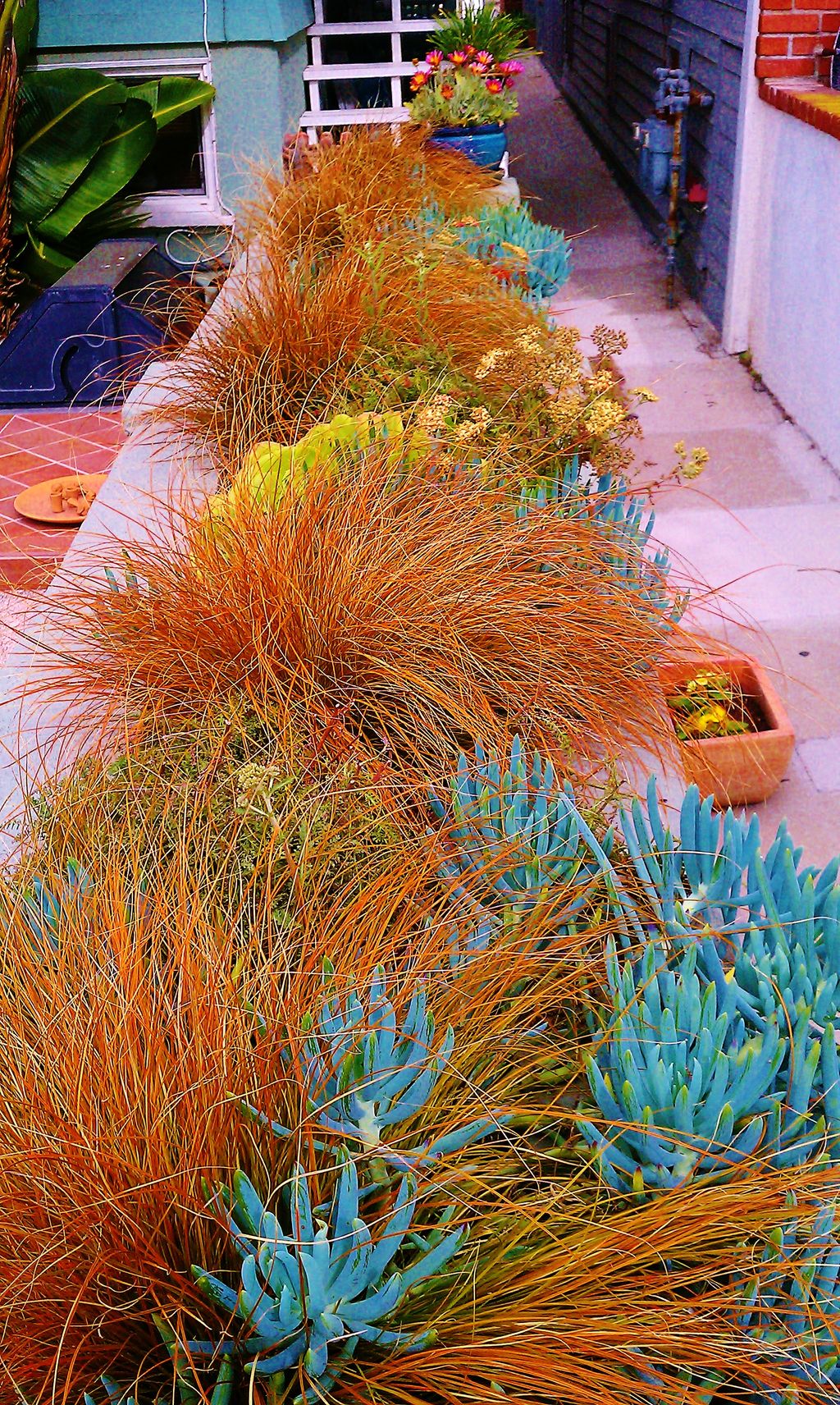 This show of native color is right on the beach in