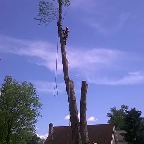 king Climber Tree Service