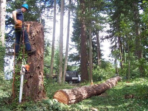 Tree Service Pro-Cut
