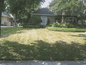 recovering lawn