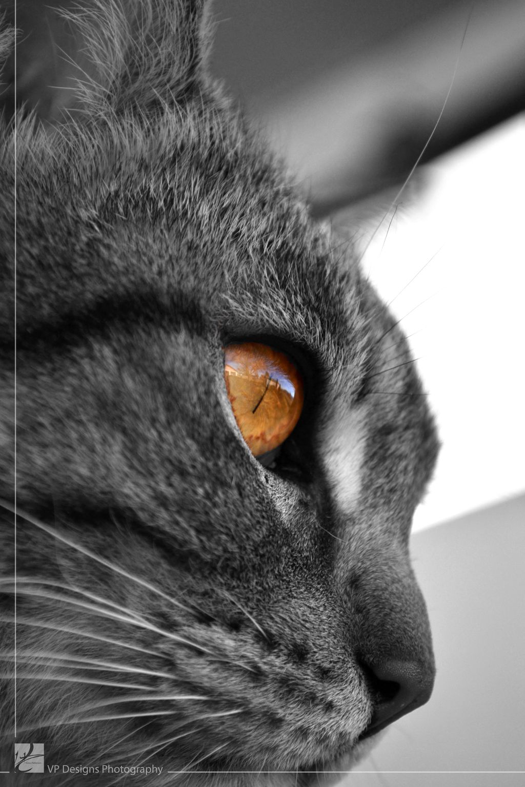 Photography. "Gaze".