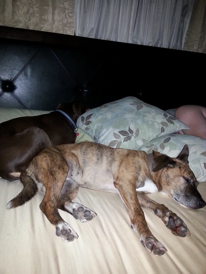Mr. "Duke" and his Grandmother Ms. "Missy" napping