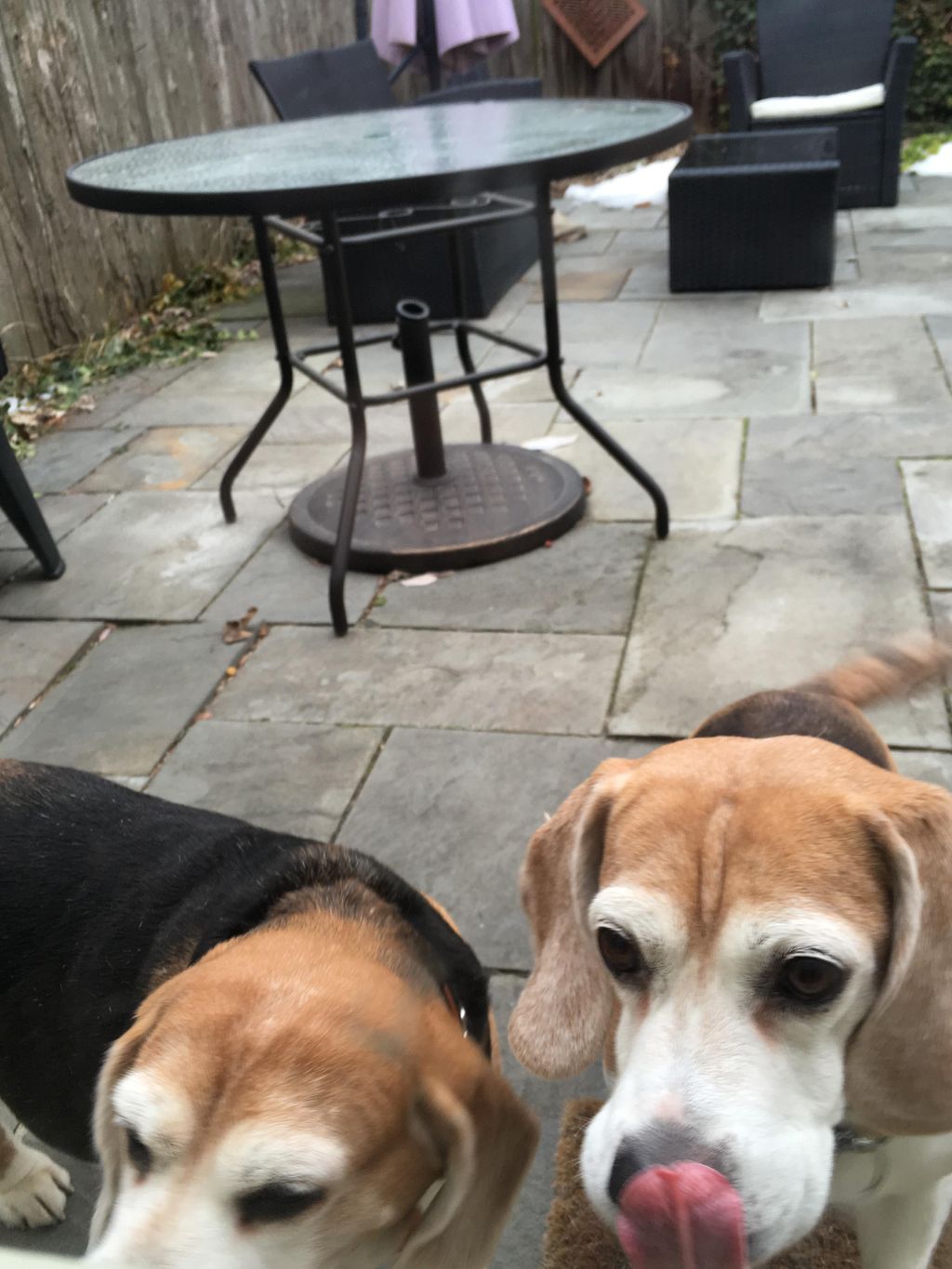 Multi dog households