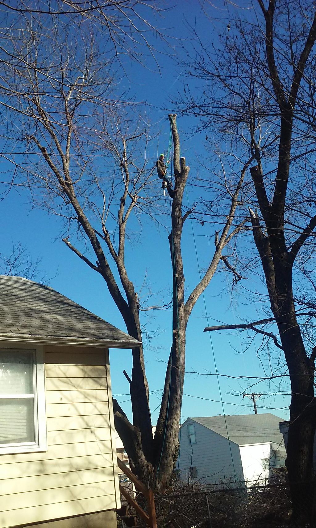 Cato Tree Trim and Removal