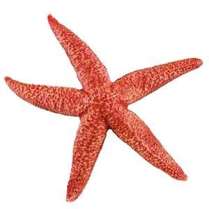 Star Fish Cleaning Services LLC
Excellence Is In T