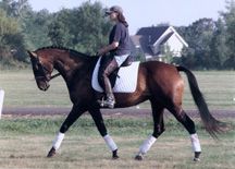 Landis Equestrian