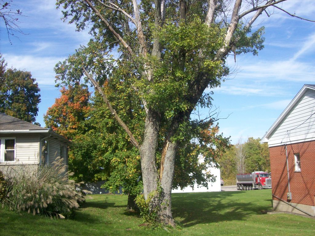 Howard's Tree Removal & More, LLC