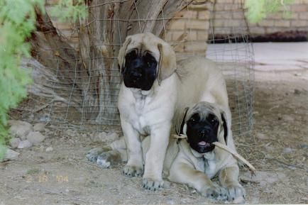 Puppy training.