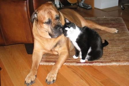 Who says that dogs and cats can't be friends?!