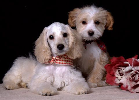 Kerby and Ginger