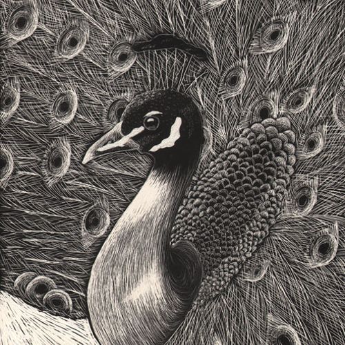 "Peacock"

rendered using scratchboard