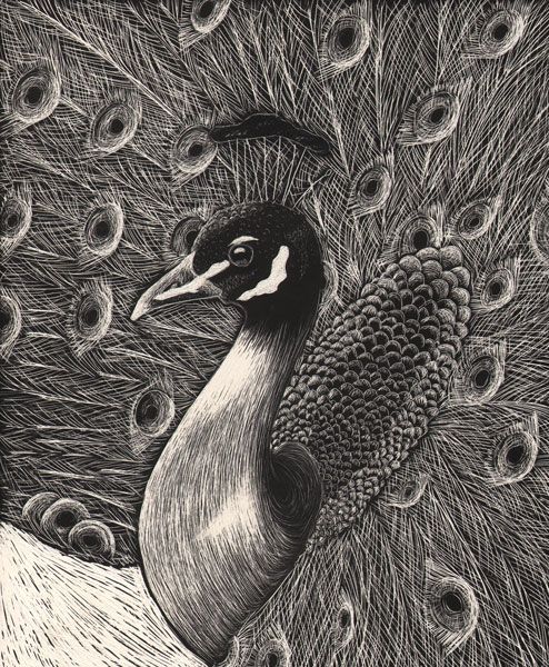 "Peacock"

rendered using scratchboard