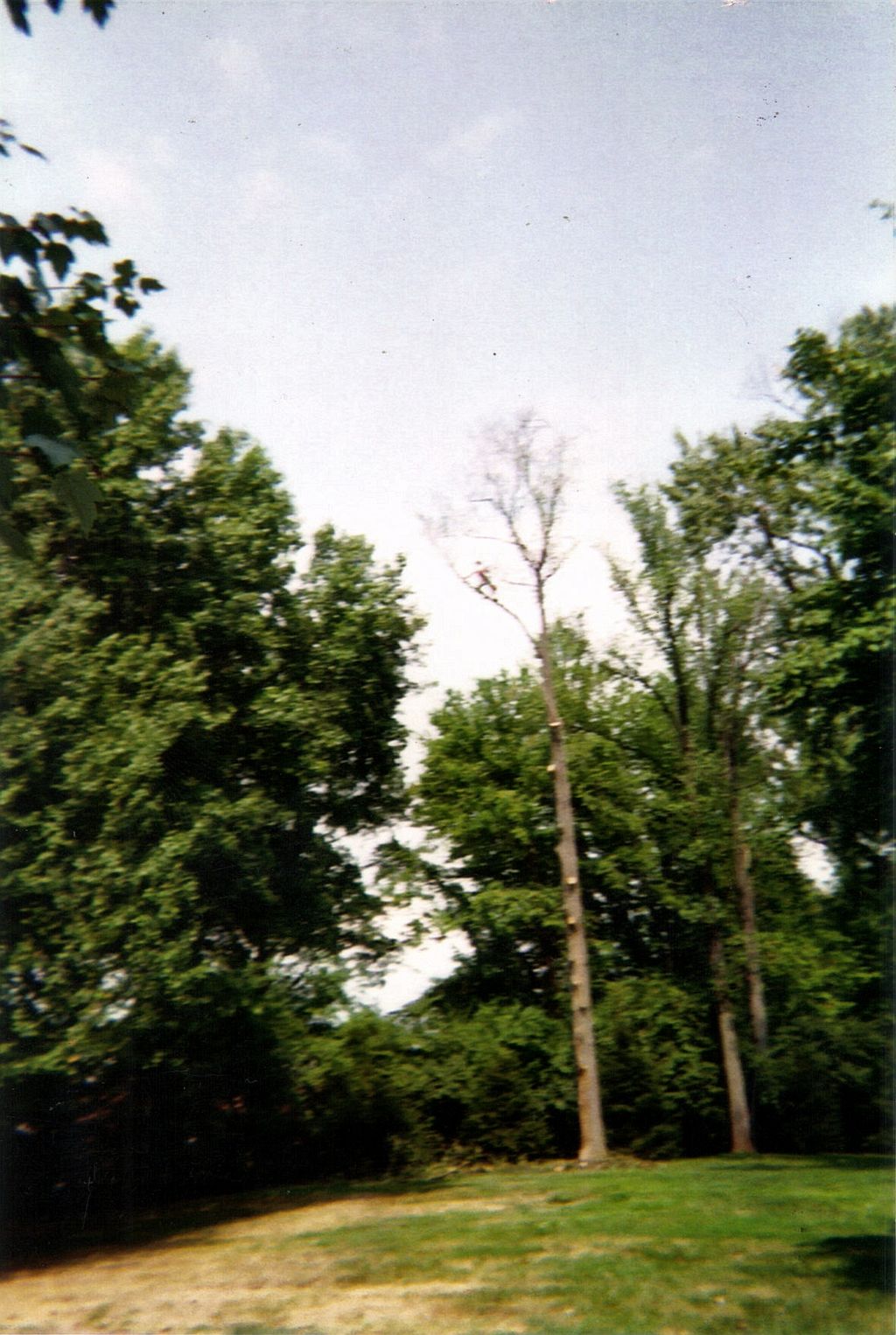 Arborite Tree Care