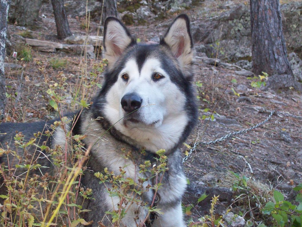 my blessed fur baby Jynx now gone