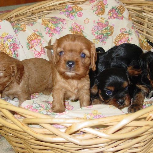 Ruby and Black and Tan puppies