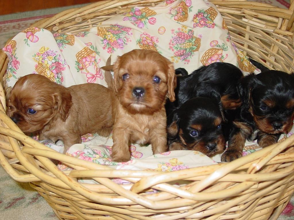 Ruby and Black and Tan puppies