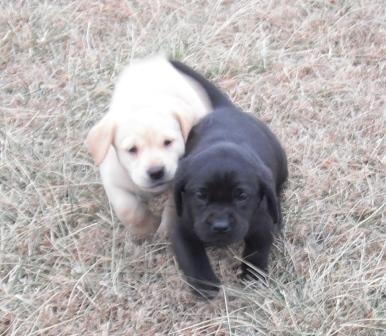 British Labrador Nebraska