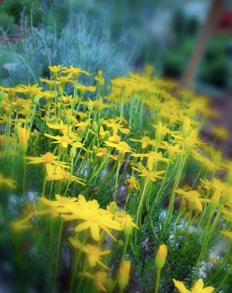 Perennial Color