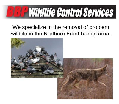 BBP Wildlife Control Services
