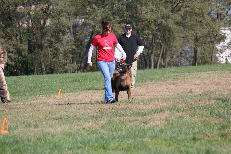 Heeling with Zuko on the competition field