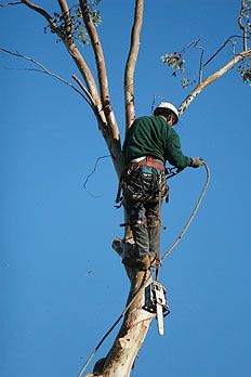 Will's Tree Service