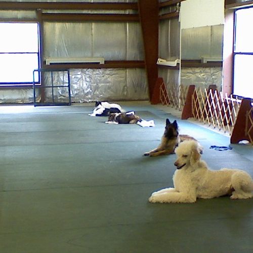 Working on advanced obedience down stay.