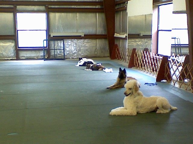 Working on advanced obedience down stay.