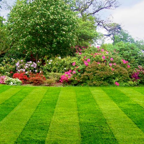 we can help trim and keep your landscape looking g