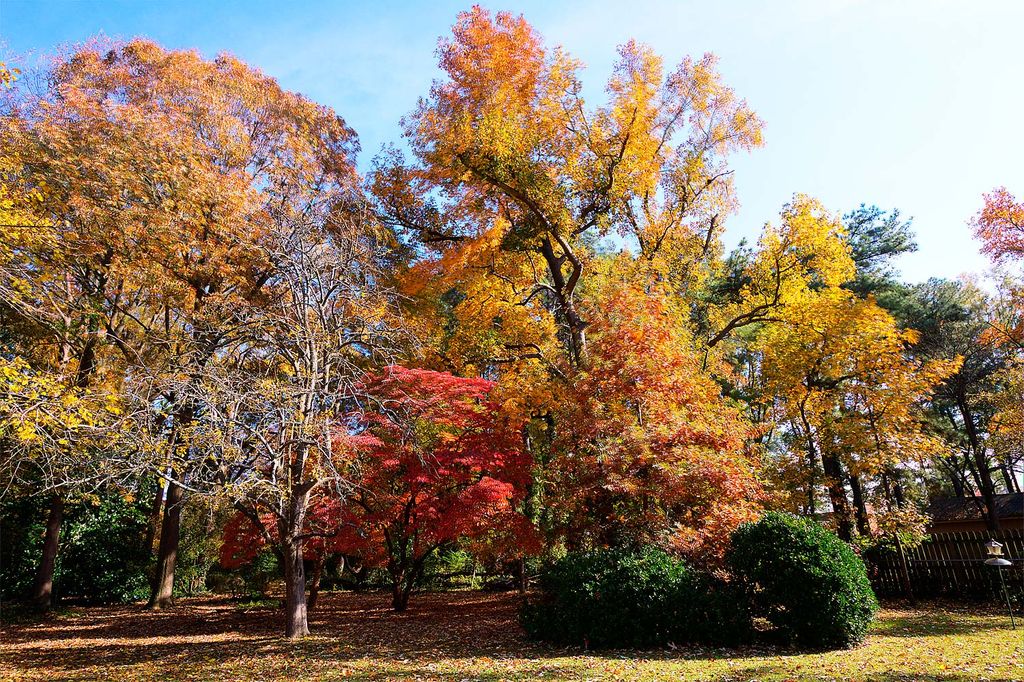 This is my backyard, taken in the fall.  I shoot a