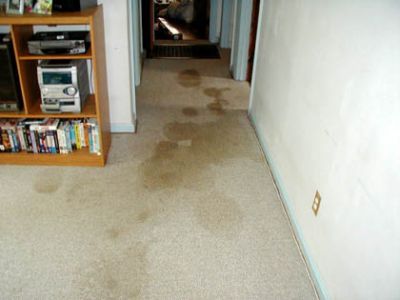 Dog Urine Before