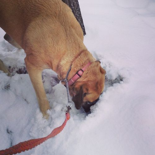 Lola is not afraid of too much snow.