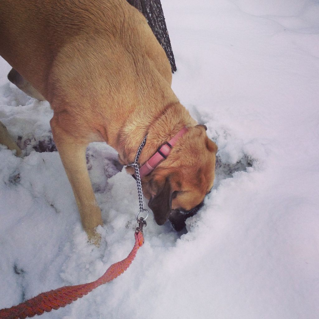 Lola is not afraid of too much snow.