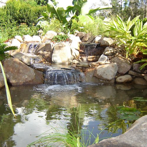 Koi pond and waterfall built by Lombardo Landscapi