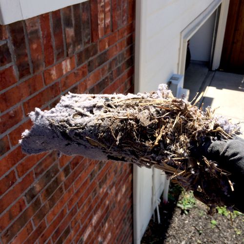 Exterior wall dryer vents are like hotels for bird