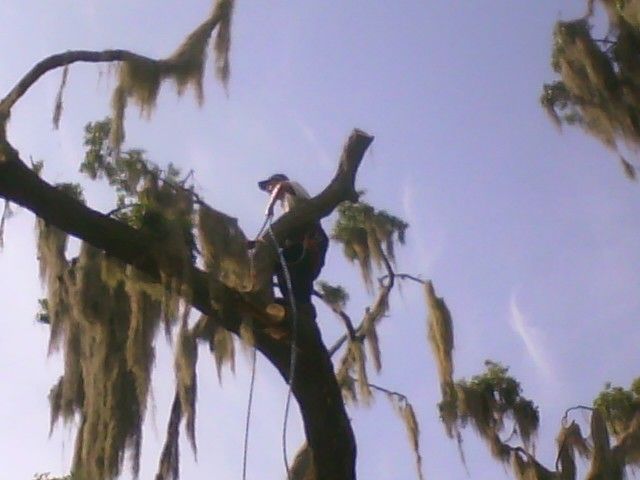Cline's Tree Service
