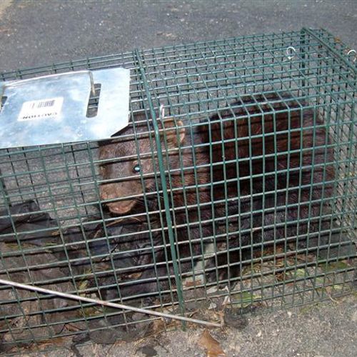 a female fisher caught on a groundhog job