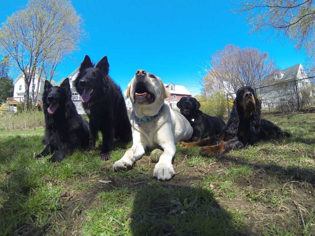 Training Belgian Sheepdog puppies