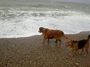 Dogs at a beach outing