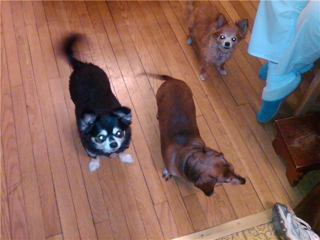 Pet Sitting and Dog Walking Client