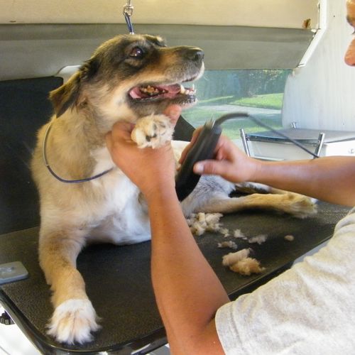 clip nails pet  dog grooming