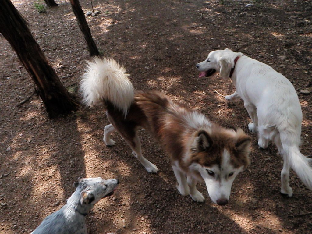 Foxie showing the other campers how to have a good