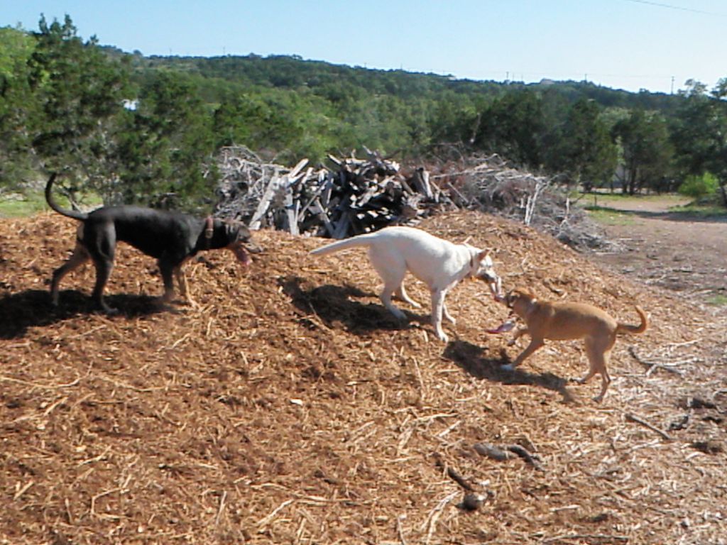Woodchip mayhem