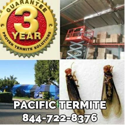 Pacific Termite