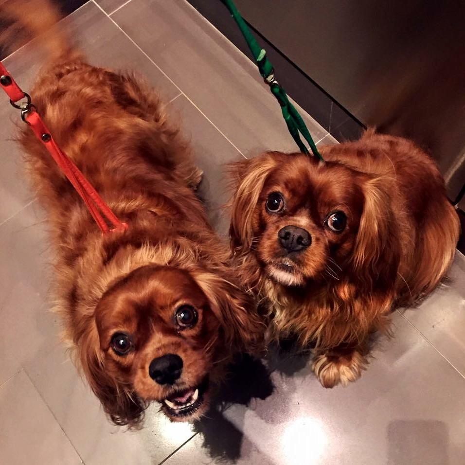 "The Boys" Calvin and Cooper ready for their Mixy 